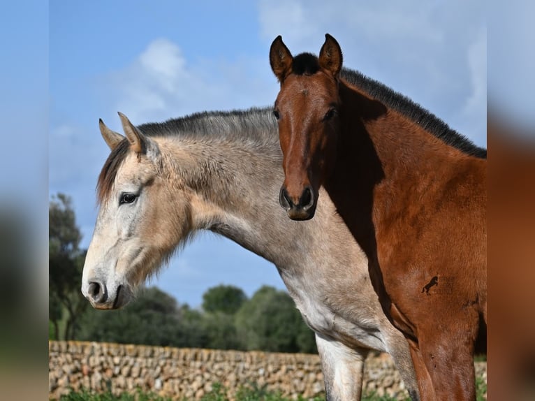 Andaluces Semental 1 año 165 cm Castaño in Menorca