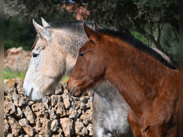 Andaluces Semental 1 año 165 cm Castaño in Menorca