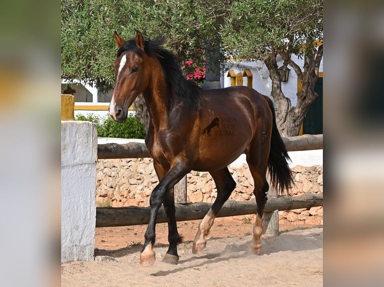Andaluces Semental 1 año 165 cm Castaño in Menorca