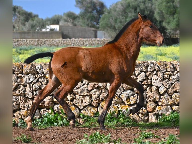 Andaluces Semental 1 año 165 cm Castaño in Menorca