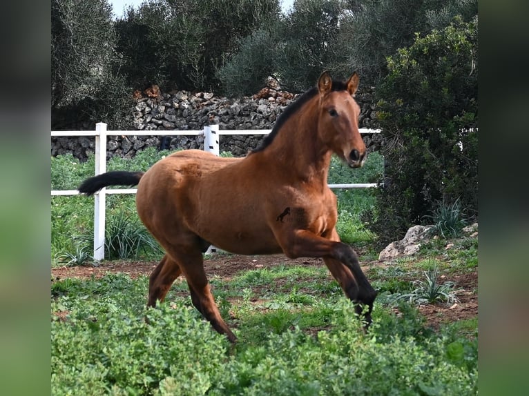 Andaluces Semental 1 año 165 cm Castaño in Menorca