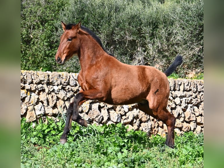 Andaluces Semental 1 año 165 cm Castaño in Menorca