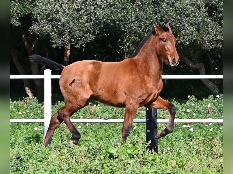 Andaluces Semental 1 año 165 cm Castaño in Menorca