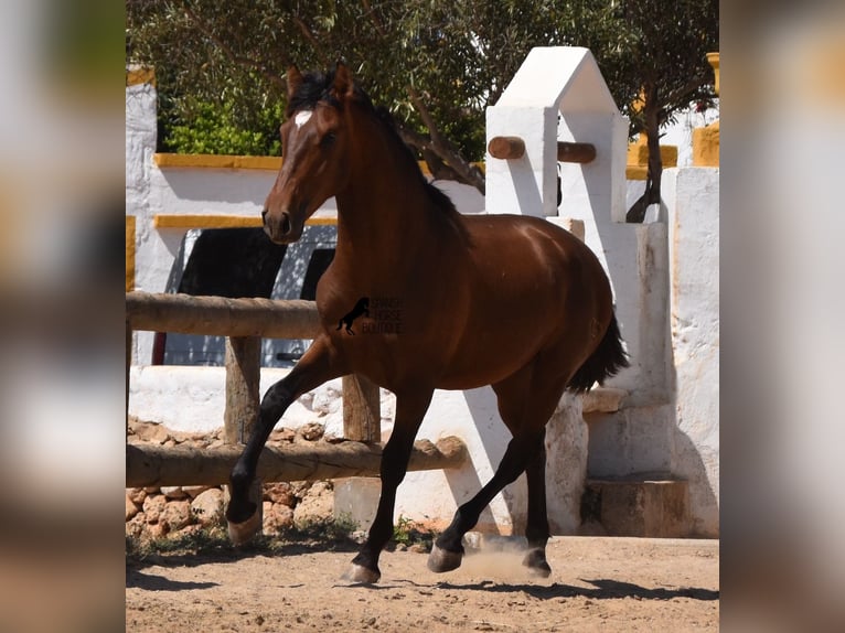 Andaluces Semental 1 año 166 cm Castaño in Menorca