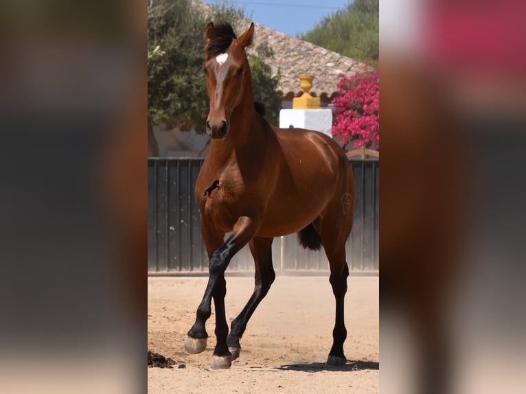 Andaluces Semental 1 año 166 cm Castaño in Menorca