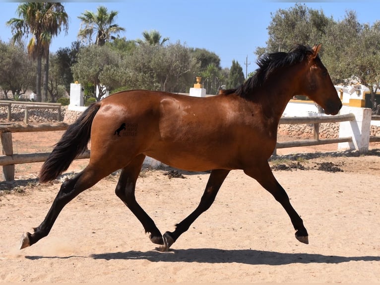 Andaluces Semental 1 año 166 cm Castaño in Menorca