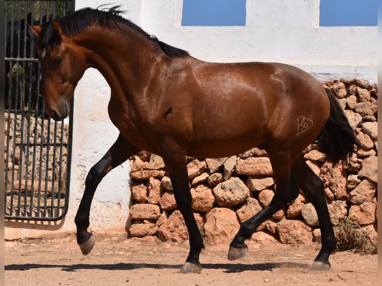 Andaluces Semental 1 año 166 cm Castaño in Menorca