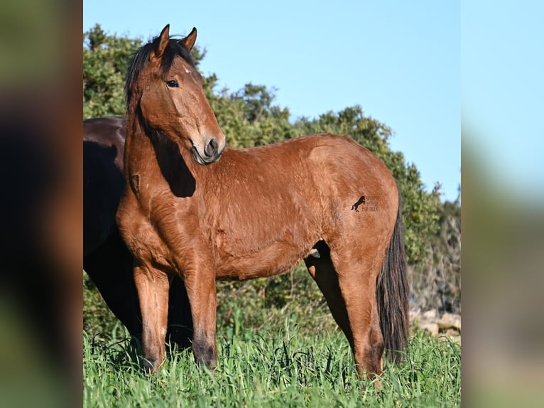 Andaluces Mestizo Semental 1 año 168 cm Castaño in Menorca