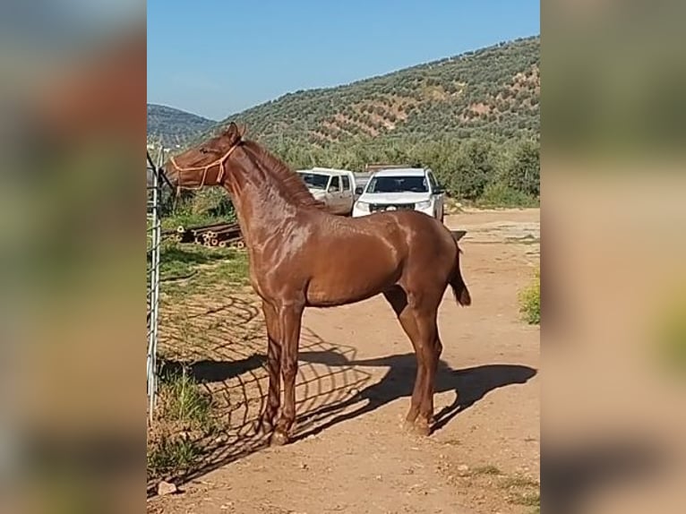 Andaluces Semental 1 año Alazán in Castellar