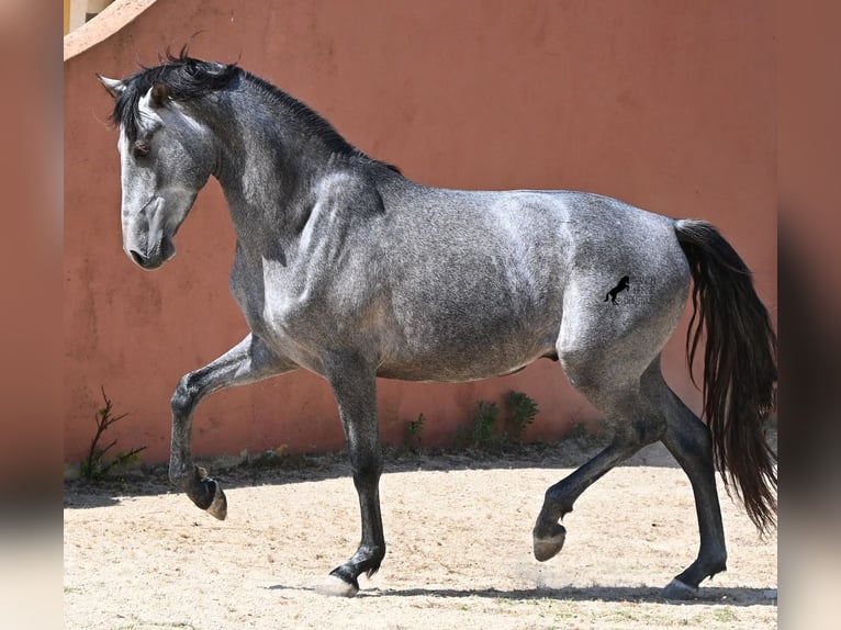 Andaluces Semental 2 años 148 cm Tordo in Menorca