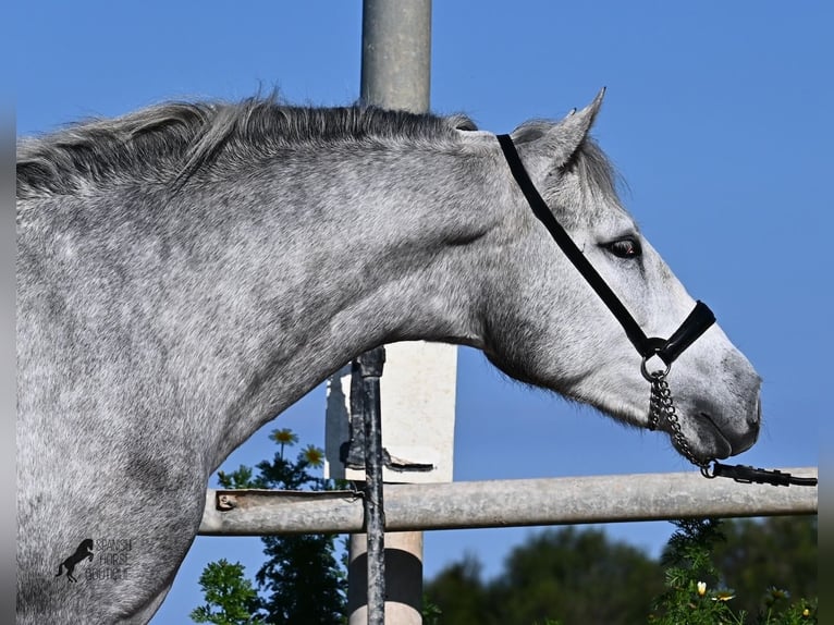 Andaluces Semental 2 años 154 cm Tordo in Menorca