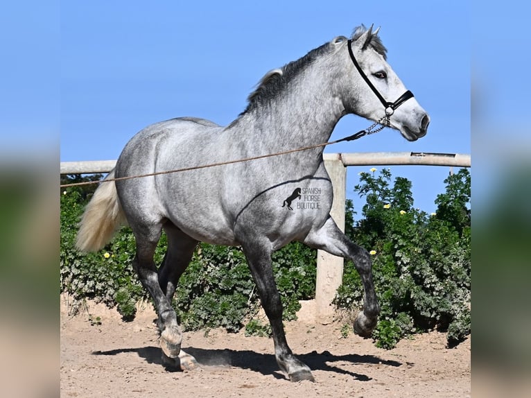 Andaluces Semental 2 años 154 cm Tordo in Menorca