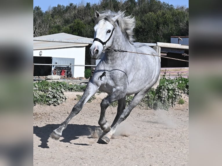 Andaluces Semental 2 años 154 cm Tordo in Menorca