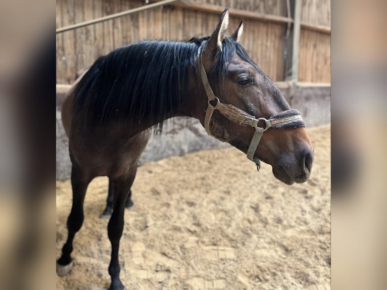 Andaluces Semental 2 años 155 cm Musgo marrón in Assesse