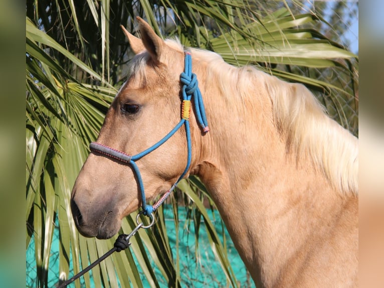 Andaluces Semental 2 años 155 cm Palomino in Vejer de la Frontera