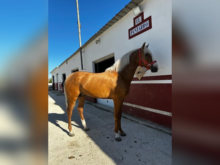 Andaluces Semental 2 años 155 cm Palomino in Valencia