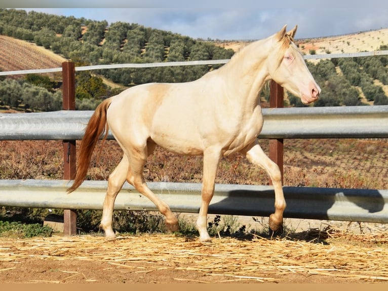 Andaluces Semental 2 años 155 cm Perlino in Provinz Cordoba