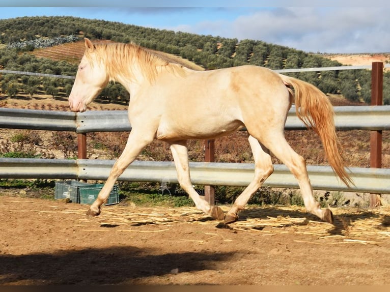 Andaluces Semental 2 años 155 cm Perlino in Provinz Cordoba