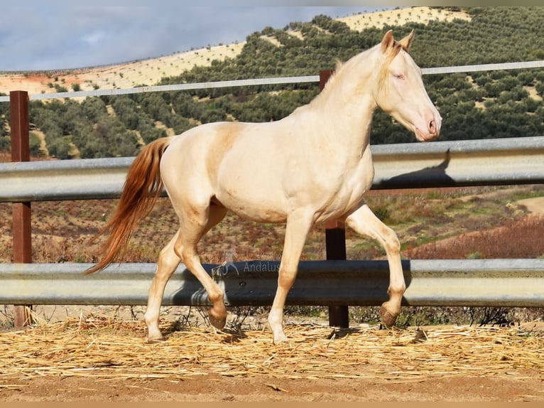 Andaluces Semental 2 años 155 cm Perlino in Provinz Cordoba