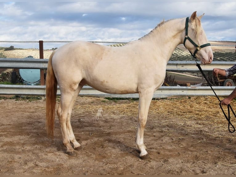 Andaluces Semental 2 años 155 cm Perlino in Provinz Cordoba