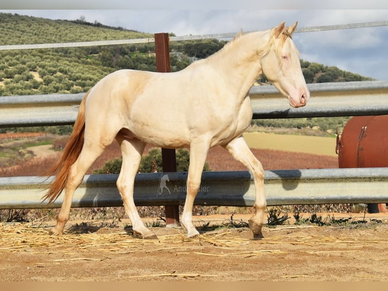 Andaluces Semental 2 años 155 cm Perlino in Provinz Cordoba