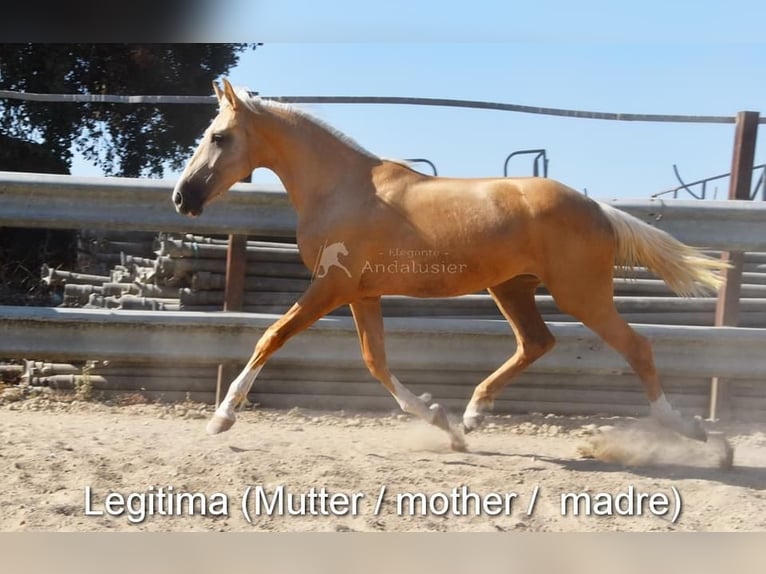 Andaluces Semental 2 años 155 cm Perlino in Provinz Cordoba