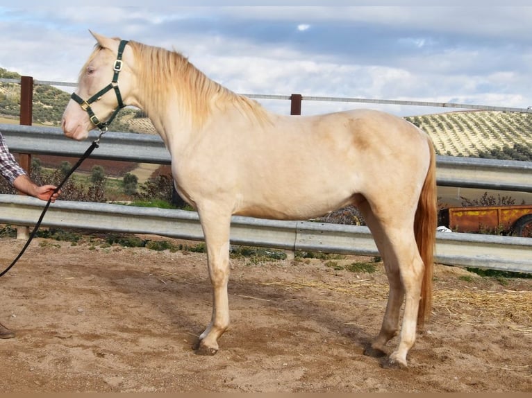 Andaluces Semental 2 años 155 cm Perlino in Provinz Cordoba