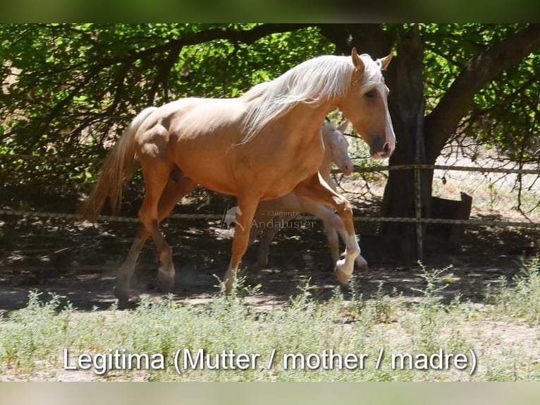 Andaluces Semental 2 años 155 cm Perlino in Provinz Cordoba