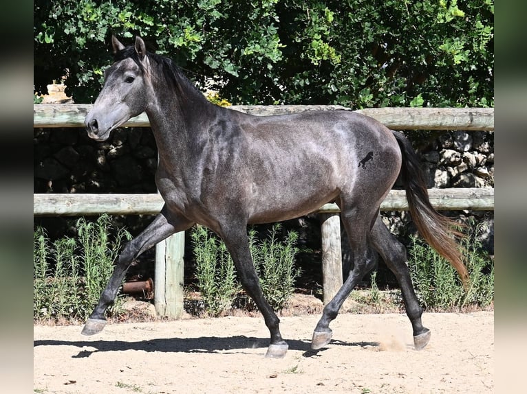 Andaluces Semental 2 años 155 cm Tordo in Menorca