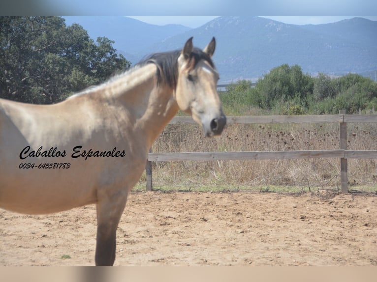 Andaluces Semental 2 años 156 cm Bayo in Vejer de la Frontera