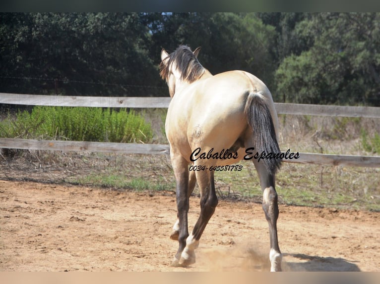 Andaluces Semental 2 años 156 cm Bayo in Vejer de la Frontera