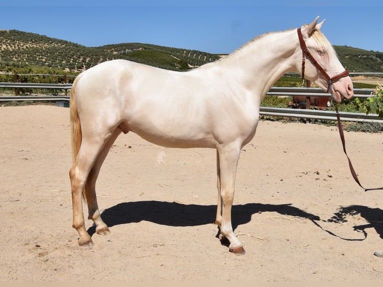 Andaluces Semental 2 años 156 cm Perlino in Provinz Cordoba