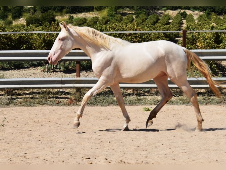 Andaluces Semental 2 años 156 cm Perlino in Provinz Cordoba