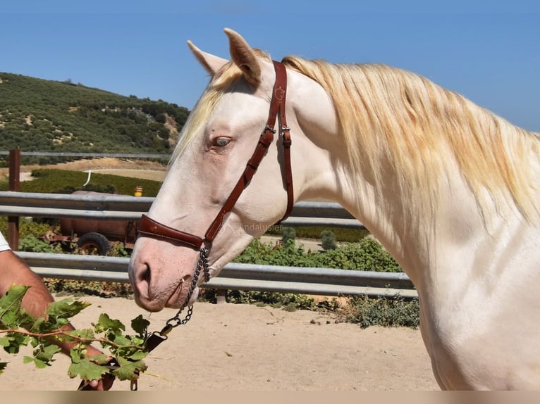 Andaluces Semental 2 años 156 cm Perlino in Provinz Cordoba