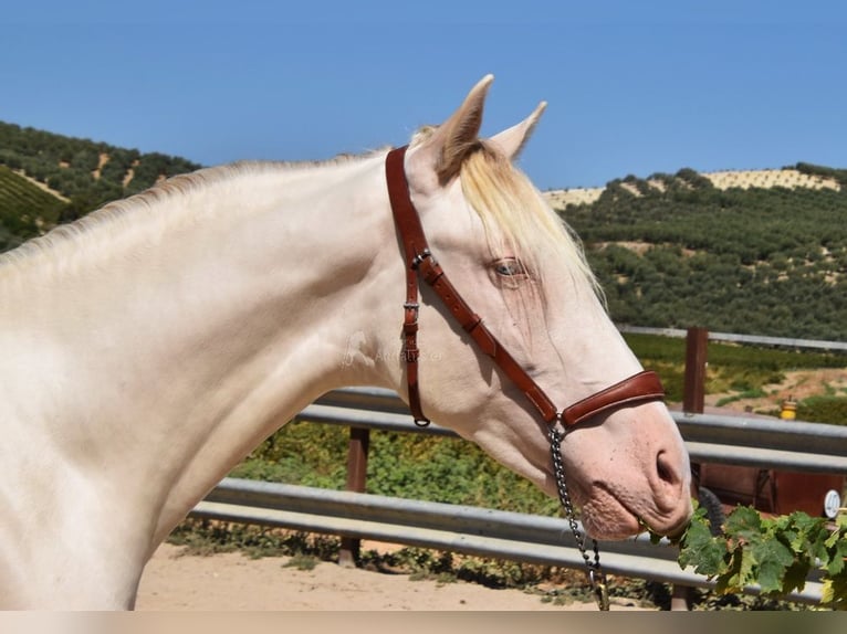 Andaluces Semental 2 años 156 cm Perlino in Provinz Cordoba