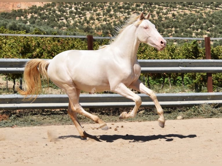 Andaluces Semental 2 años 156 cm Perlino in Provinz Cordoba