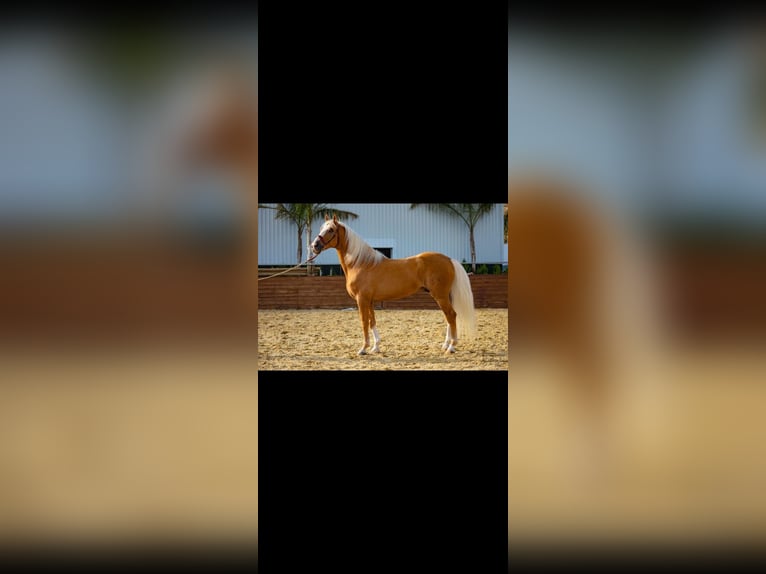 Andaluces Semental 2 años 158 cm Palomino in Novelda