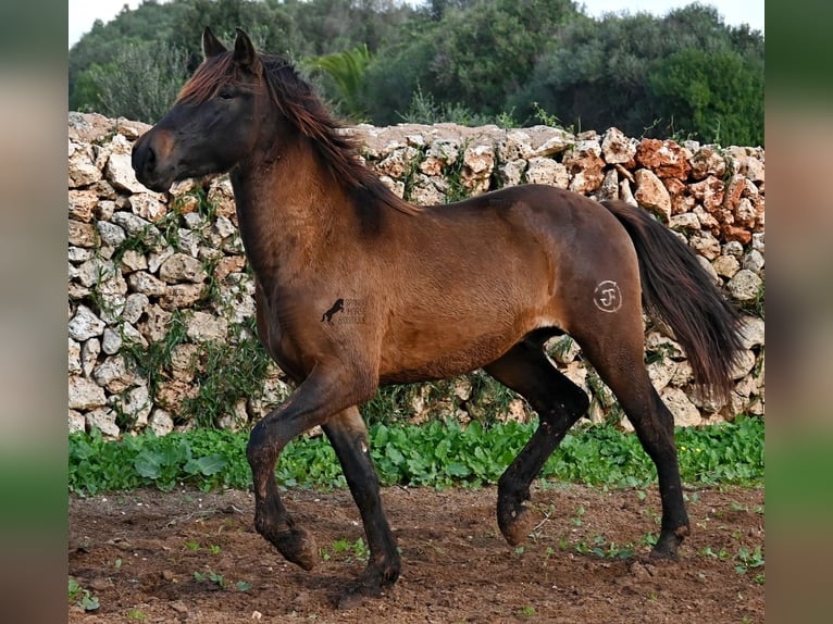 Andaluces Semental 2 años 159 cm Castaño in Menorca