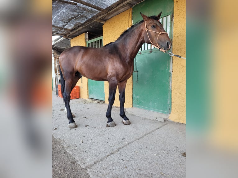 Andaluces Semental 2 años 160 cm Castaño in El Ejido