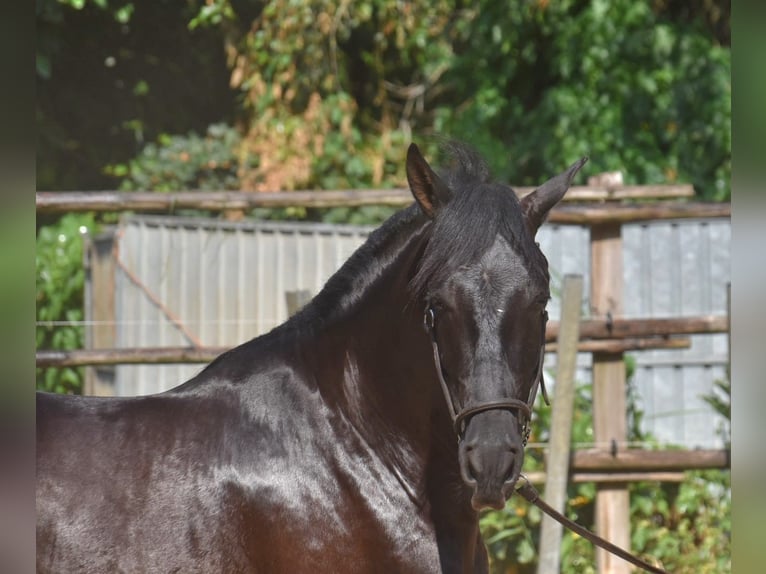 Andaluces Semental 2 años 160 cm Negro in Naarden