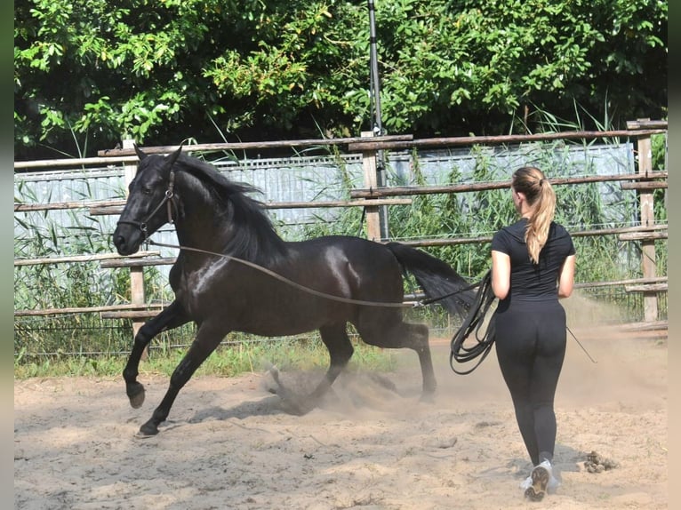 Andaluces Semental 2 años 160 cm Negro in Naarden