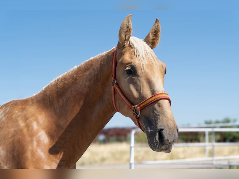 Andaluces Semental 2 años 160 cm Palomino in Mostoles