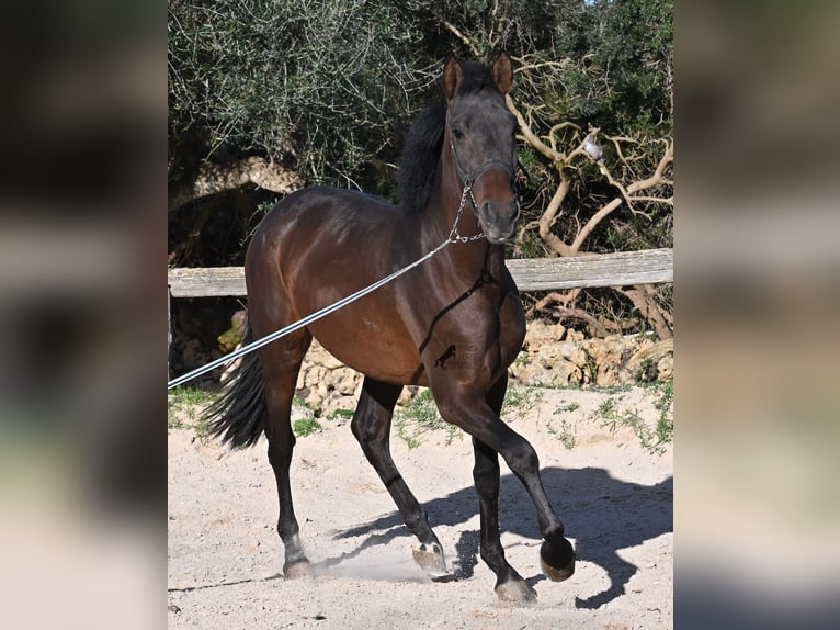 Andaluces Semental 2 años 162 cm Castaño in Menorca