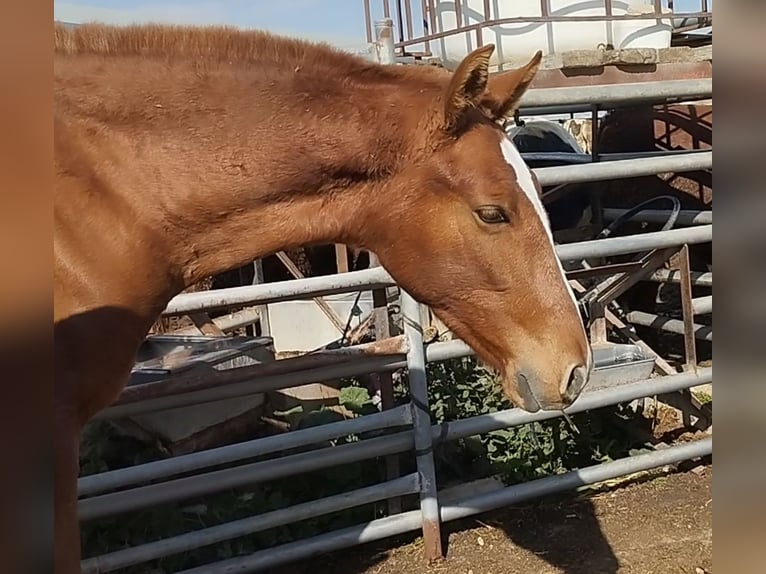 Andaluces Semental 2 años 165 cm Alazán in Sutullena