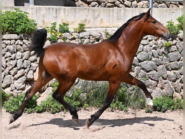 Andaluces Semental 2 años 165 cm Castaño in Mallorca
