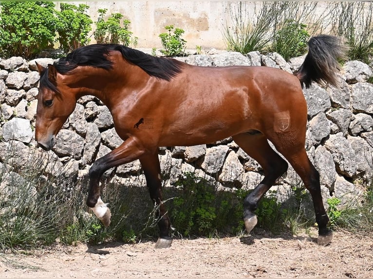 Andaluces Semental 2 años 165 cm Castaño in Mallorca