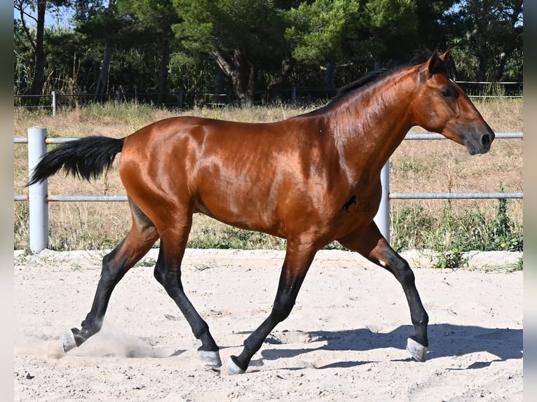 Andaluces Semental 2 años 169 cm Castaño in Mallorca