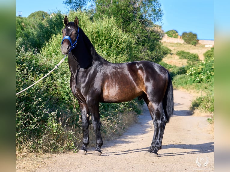 Andaluces Semental 2 años 170 cm Castaño oscuro in Navalperal De Pinares