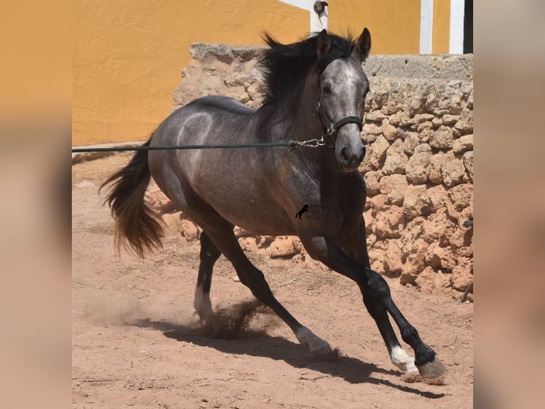 Andaluces Semental 2 años 170 cm Tordo in Menorca