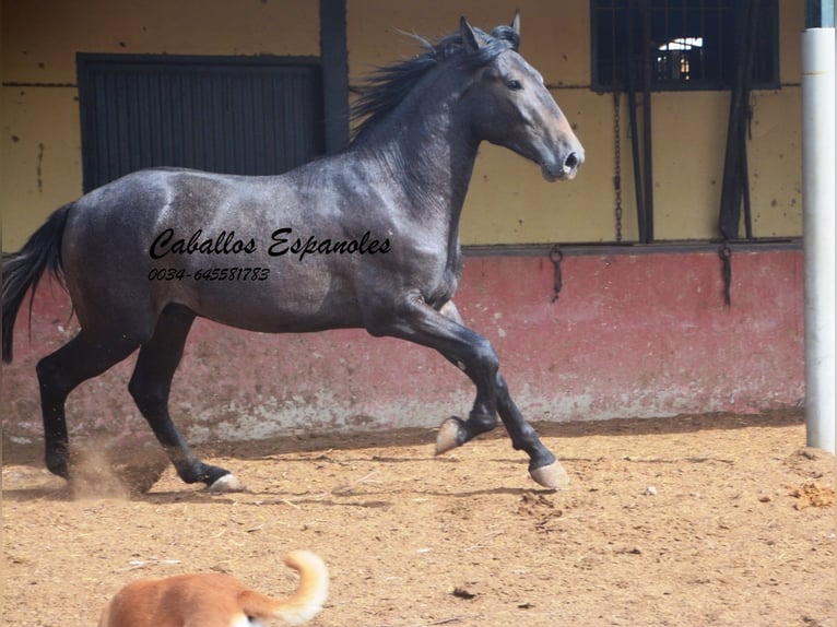 Andaluces Semental 2 años Tordillo negro in Vejer de la Frontera